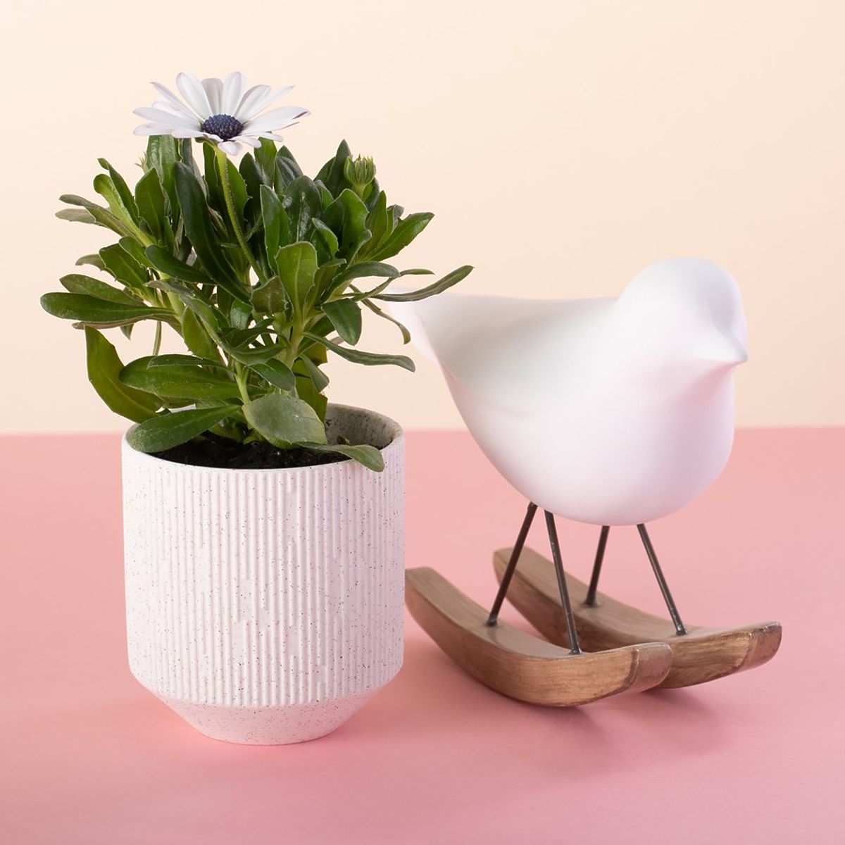 Flowerpot PASO Coral Color Modern Style for Indoor Use AmeliaHome