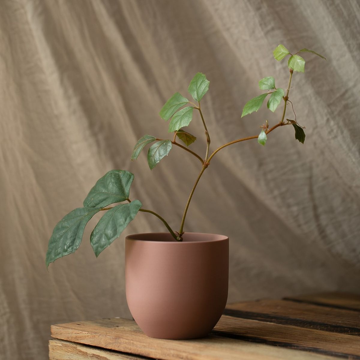Flowerpot SHIRE color powder pink modern style for interior ameliahome