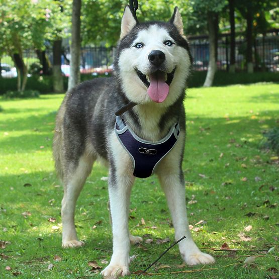 ASTRO Blue Dog Training Harness Size L