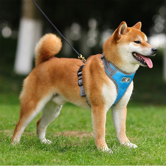 ASTRO Blue Dog Training Harness Size L