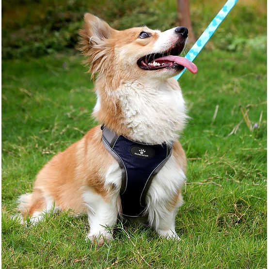 ASTRO Blue Dog Training Harness Size M