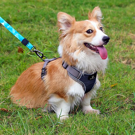 ASTRO Blue Dog Training Harness Size S
