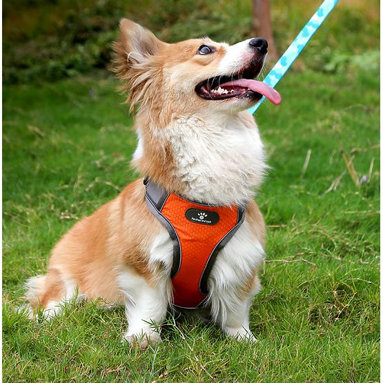 ASTRO Dog Training Harness Orange Size M