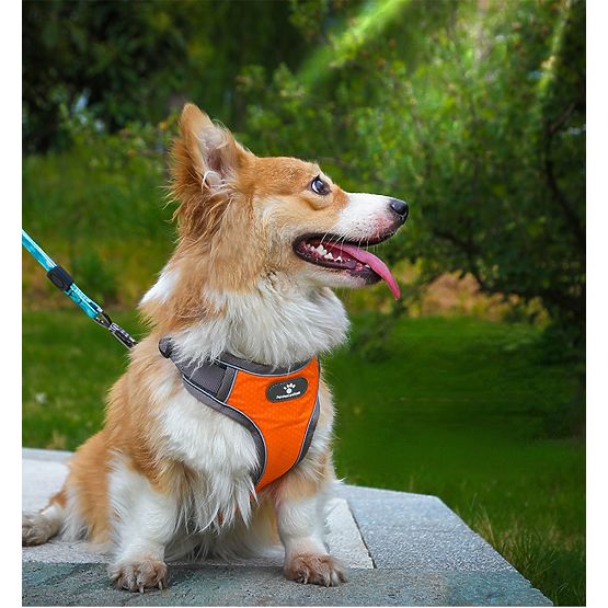 ASTRO Dog Training Harness Orange Size M