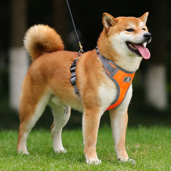 ASTRO Orange Dog Training Walking Harness Size XL
