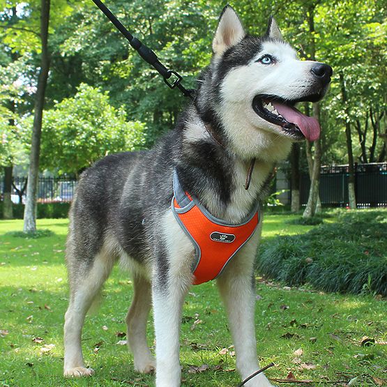 ASTRO Orange Dog Training Walking Harness Size XL