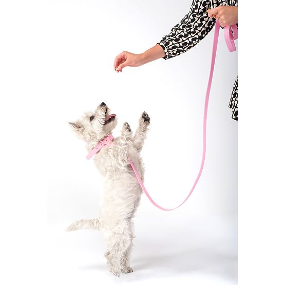 Dog Leash and Collar PJ-068 Pink S