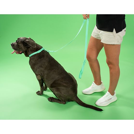 Dog Leash and Collar PJ-069 Green S