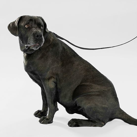 Dog Leash and Collar PJ-071 Black M