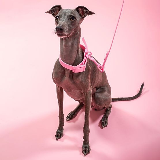 Dog Leash and Collar PJ-072 Pink M