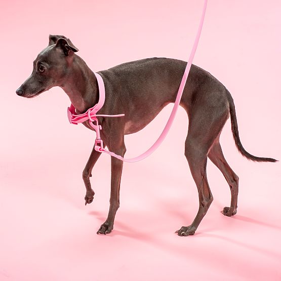 Dog Leash and Collar PJ-072 Pink M