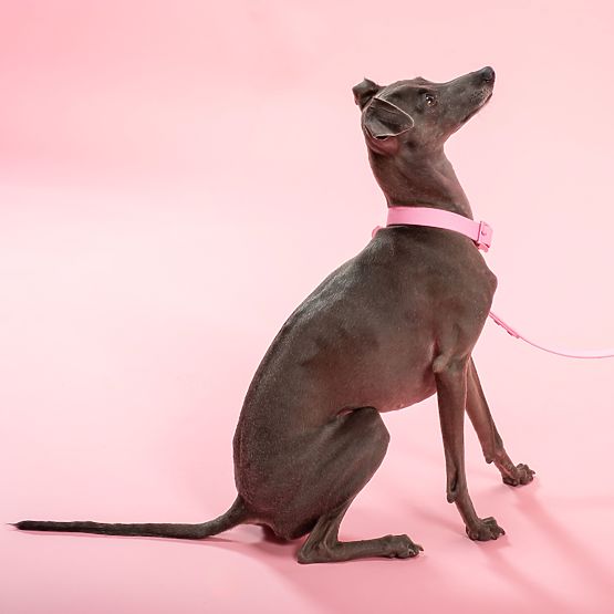 Dog Leash and Collar PJ-072 Pink M