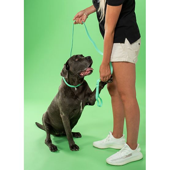 Dog Leash and Collar PJ-073 Green M