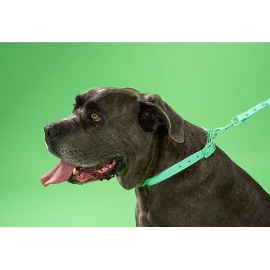 Dog Leash and Collar PJ-073 Green M