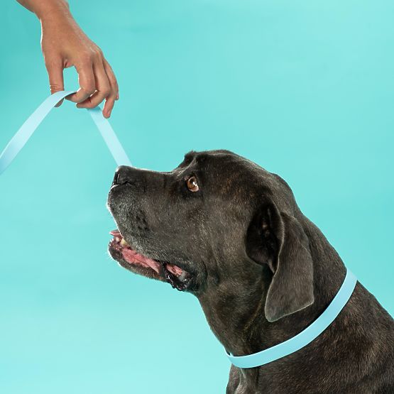 Dog Leash and Collar PJ-074 Blue M