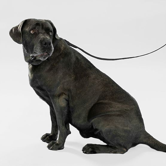 Dog Leash and Collar PJ-075 Black L