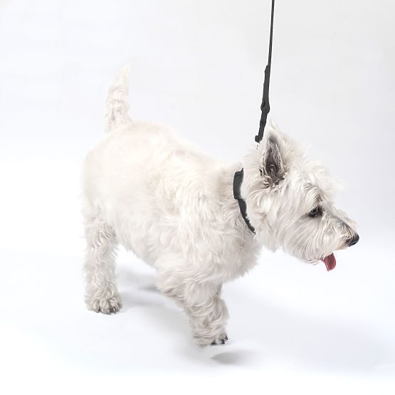 Dog Leash and Collar PJ-075 Black L