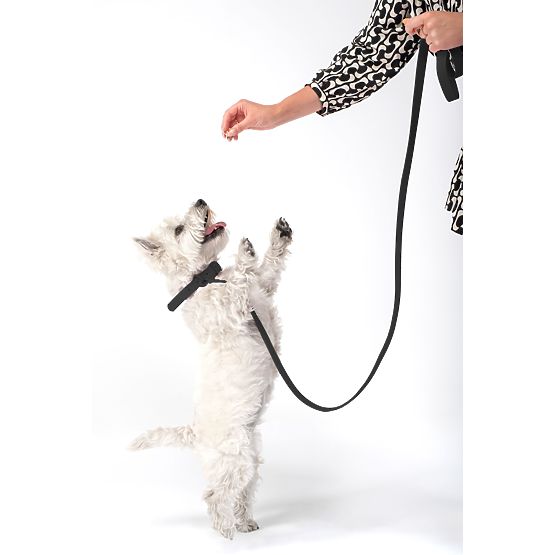 Dog Leash and Collar PJ-075 Black L