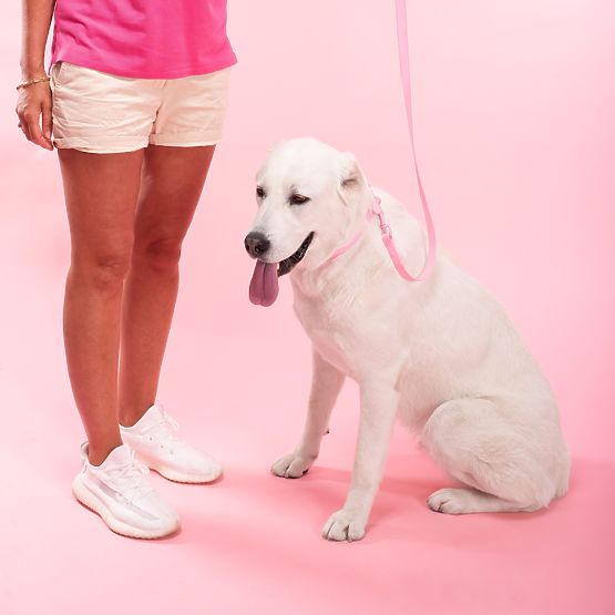 Dog Leash and Collar PJ-076 Pink L