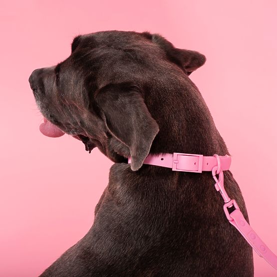 Dog Leash and Collar PJ-076 Pink L