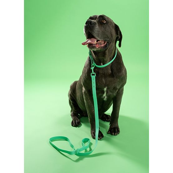 Dog Leash and Collar PJ-077 Green L