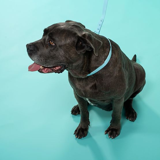 Dog Leash and Collar PJ-078 Blue L