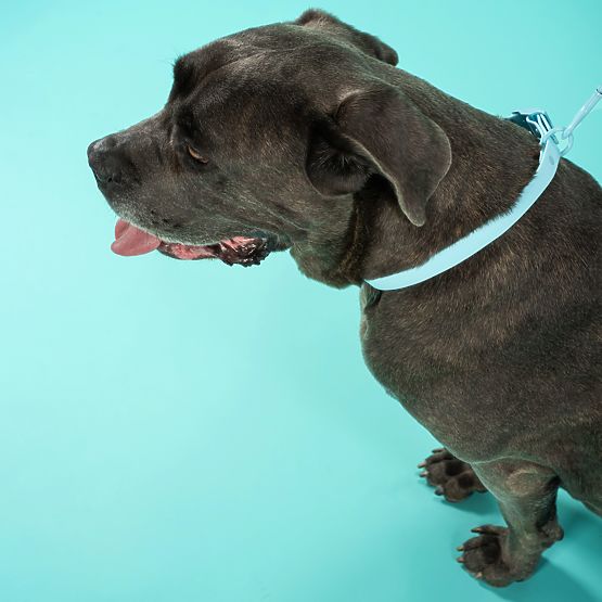Dog Leash and Collar PJ-078 Blue L