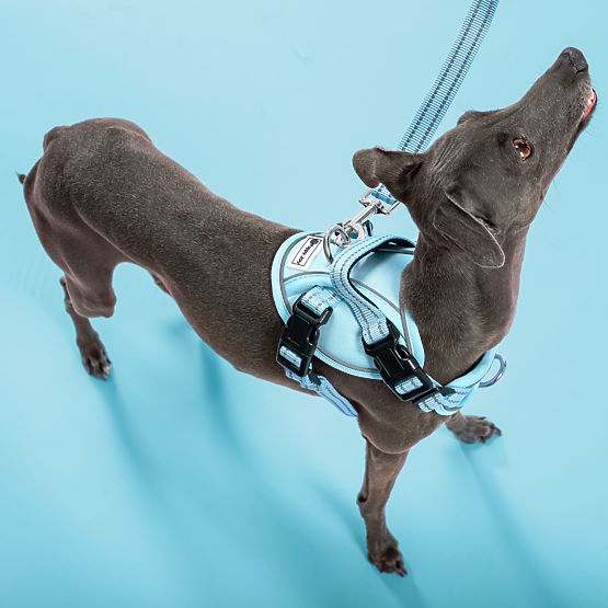 Dog Leash and Harness PJ-058 Blue M