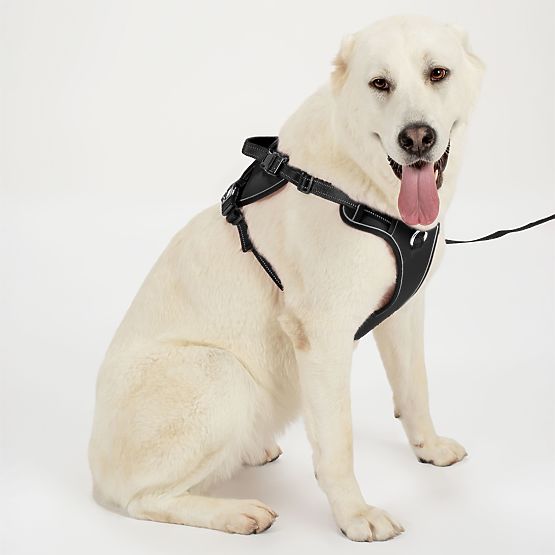 Dog Leash and Harness PJ-059 Black L