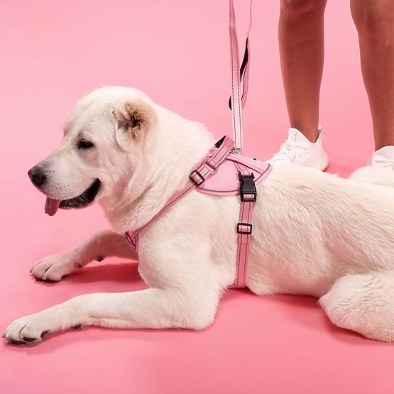 Dog Leash and Harness PJ-060 Pink L