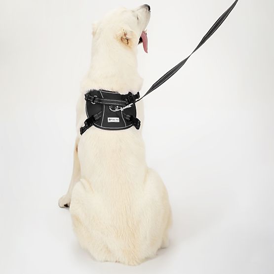 Dog Leash and Harness PJ-063 Black XL