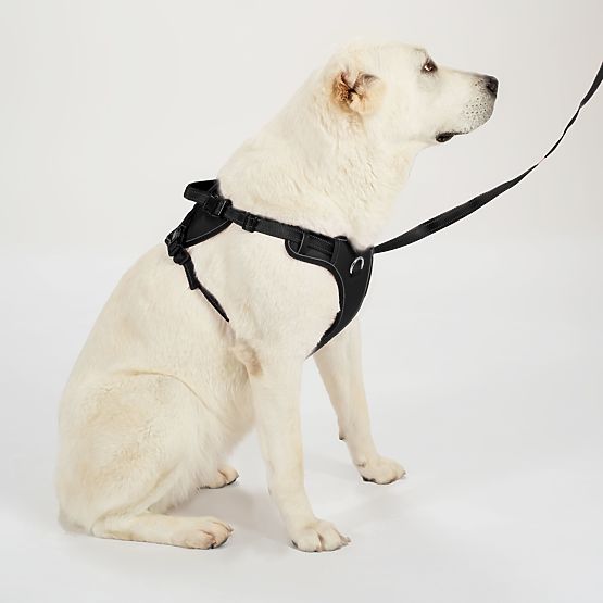 Dog Leash and Harness PJ-063 Black XL