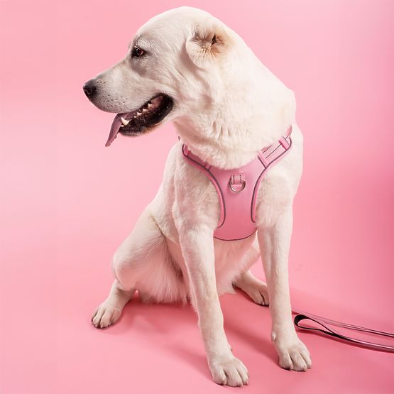 Dog Leash and Harness PJ-064 Pink XL