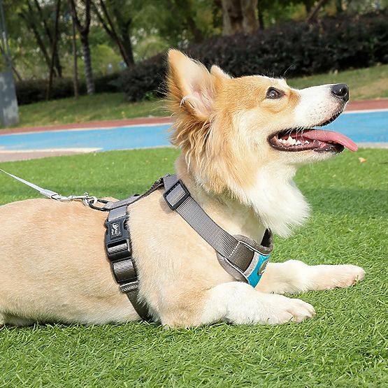 Dog Training Harness ASTRO Blue Size S