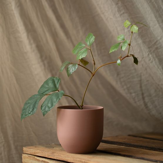 Flowerpot SHIRE color powder pink modern style for interior ameliahome