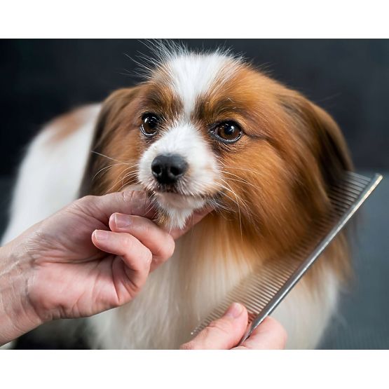 GROMMY Animal Scissors Set for Dogs and Cats