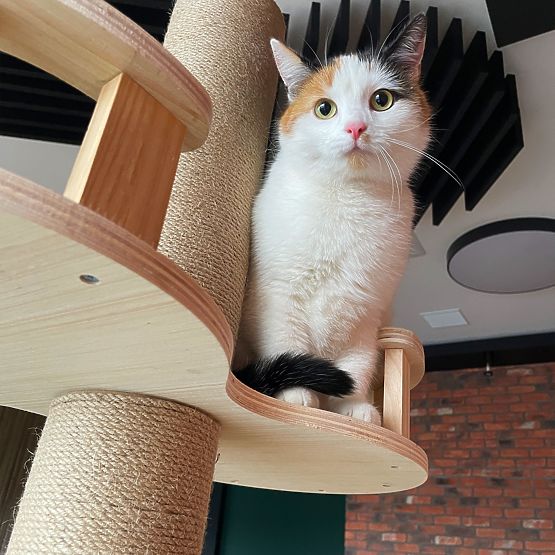 Large Cat Scratching Post Beige 255-265cm P70503