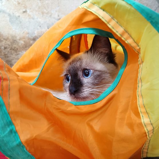 Long Tunnel Spring Toy for Cat FIGARO