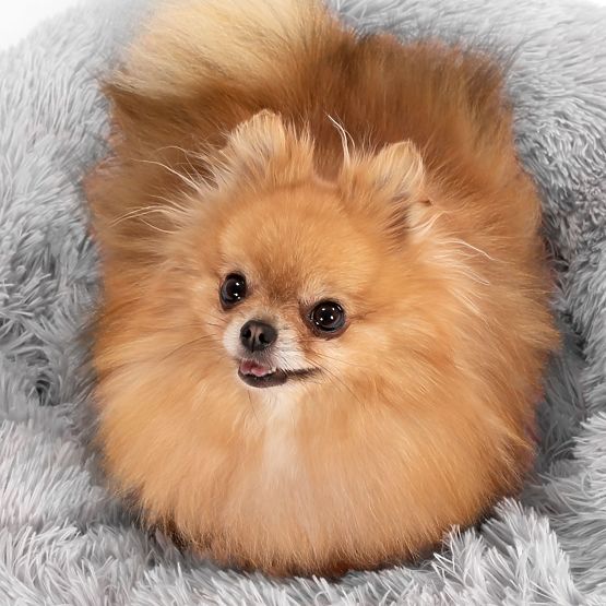 PET BED FOR DOGS AND CATS PJ-014 LIGHT GRAY L