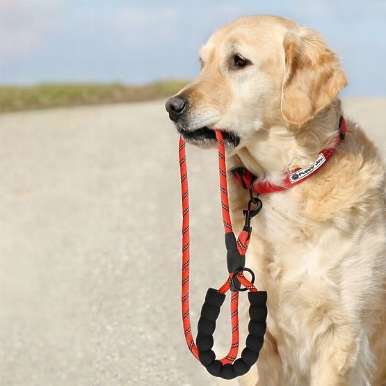 Reflective Dog Leash and Collar PJ-035 Red