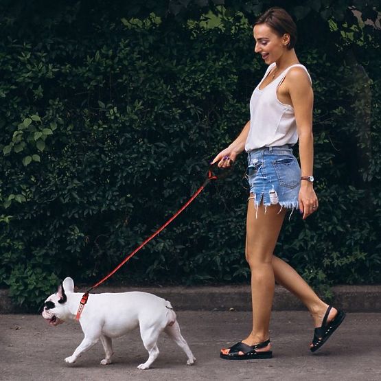 Reflective Dog Leash and Collar PJ-035 Red