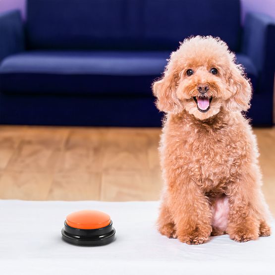 Set of 4 TALKER Communication Buttons for Dogs