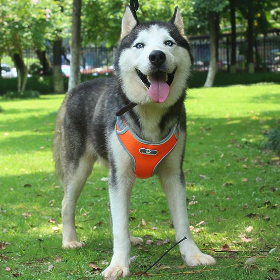 Training Dog Harness ASTRO Orange Size L