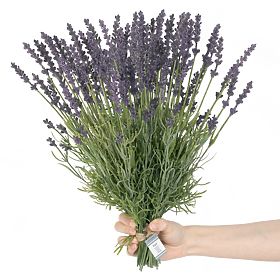 Artificial Flower LAVI Purple Color Boho Style AmeliaHome