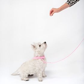 Dog Leash and Collar PJ-068 Pink S, PuppyJoy