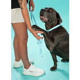 Dog Leash and Collar PJ-070 Blue S, PuppyJoy