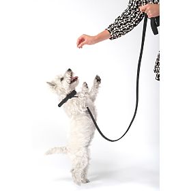 Dog Leash and Collar PJ-071 Black M, PuppyJoy