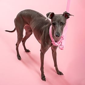 Dog Leash and Collar PJ-072 Pink M