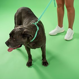 Dog Leash and Collar PJ-073 Green M, PuppyJoy