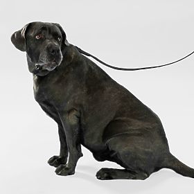 Dog Leash and Collar PJ-075 Black L, PuppyJoy